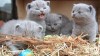 .Британские котята.
