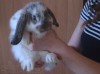 .Карликовый вислоухий кролик.