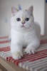 .Британские котята шиншиллы.