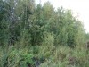 Продаю участок 14 соток 30км от МКАД по Киевскому шоссе