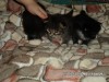 .Котята ищут своих хозяев!.