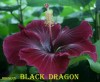 .Сортовой гибискус Black Dragon.
