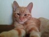 .Маленький одинокий котенок с большим сердцем ищет дом.