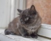.Отдам котенка окраса Черный дым!.