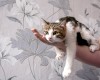 .Котята-позитивчики - в добрые руки!.