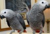 Жако - ручные птенцы из питомников Европы. Документы CITES