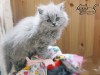 .Английские длинношерстные котята.