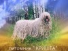 .Комондора щенков продаем.