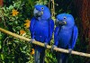 Гиацинтовый ара (Anodorhynchus hyacinthinus) - птенцы выкормыши из питомников Европы.