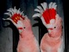 Какаду инка (Cacatua leadbeateri) ручные птенцы из питомников Европы
