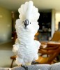 Белохохлый какаду (cacatua alba) ручные птенцы из питомников Европы
