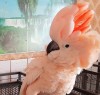 .Молуккский какаду (cacatua moluccensis) - ручные птенцы из питомников Европы.