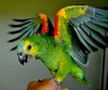 .Синелобый амазон (Amazona aestiva aestiva) - ручные птенцы из питомников Европы.