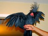 Пальмовый какаду (Probosciger aterrimus) - ручные птенцы из питомников Европы