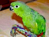 .Амазон Мюллера (Amazona farinosa) - птенцы выкормыши из питомников Европы.