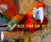 Tropicana - гибрид попугаев ара, птенцы выкормыши 4 мес из питомника Европы.