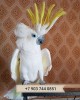 .Желтохохлый какаду (cacatua galerita triton) ручные птенцы из питомников Европы.
