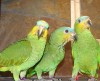 .Венесуэльский или оранжевокрылый амазон (Amazona amazonica) -  ручные птенцы из питомников Европы.
