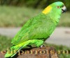 Желтошейный амазон  (Amazona auropalliata) птенцы выкормыши из питомников Европы