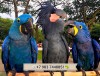.Попугаи -  ручные птенцы из питомников Европы.