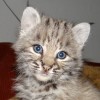 .Красивые Котятки Канадских рысят и Европейских.
