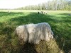 .Комондора (венгерской овчарки) щенков.