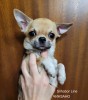 .Чихуахуа подрощенный мальчик.