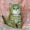 .Британская золотая шиншилла котята.