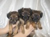 Щенки русского той-терьера