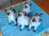 Сиамские (тайские) котята