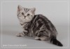Британские серебристые котята