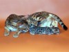 Котята : бенгальские и саванна