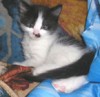 Сибирские котята