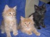 Продаются котята породы Мейн Кун
