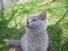 британские котята