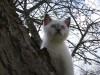 британские  колорные котята