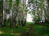 Участок 16 соток чеховский район д.Чепелёво