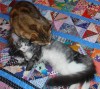 Котята мейн-куны