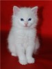 ТУРЕЦКАЯ АНГОРА  (АНГОРСКИЕ КОТЯТА)