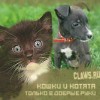 .Каталог животных нуждающихся в хозяине.