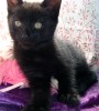 Шикарный котик!В добрые заботливые руки!!