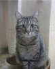 Василий, кот-эталон