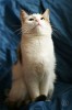 Кошка с вечным двигателем внутри