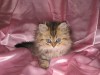 Персидские котята шиншиллы.