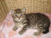 страйт и скоттиш-фолды