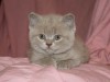 Британские котята