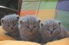 .Британские котята из питомника Серебристый Снег г. Москва.