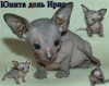 Петербургские сфинксы по доступным ценам!