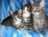 Сибирские котята