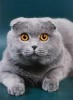 .Приглашаем на вязку кошек-продажа котят.